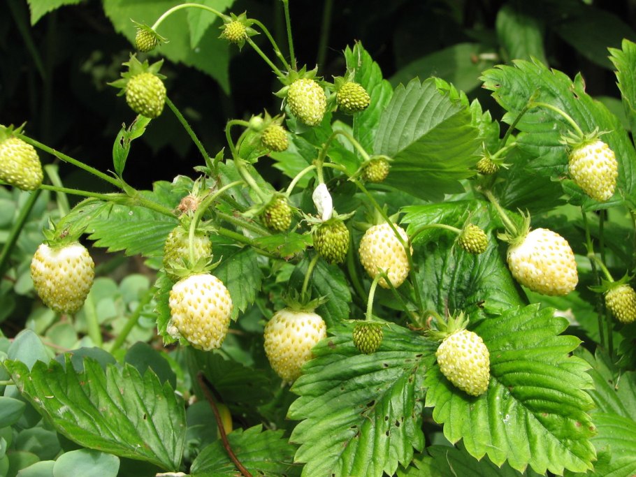 Земляника мелкоплодная Ананасная