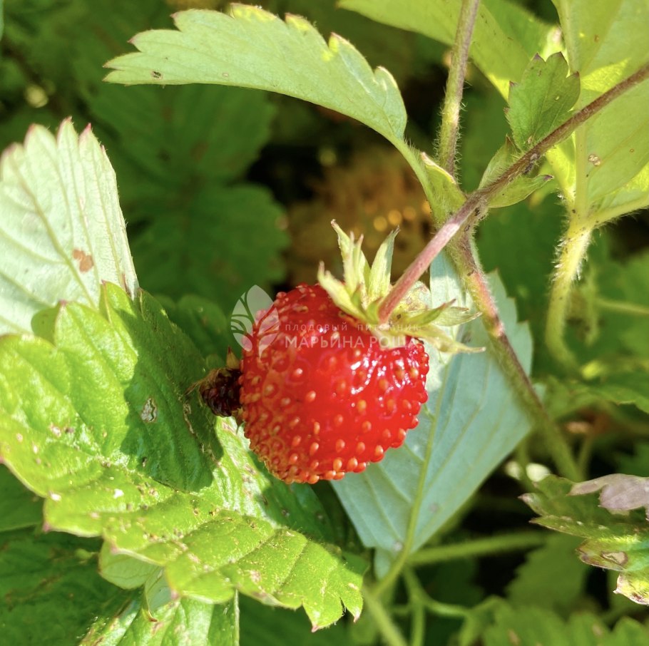 Земляника Барон Солемахер