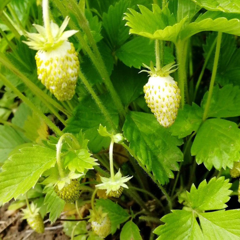 Земляника ремонтантная Золотинка