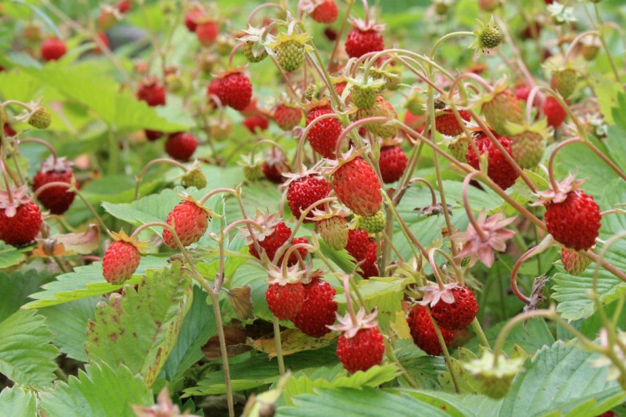 Трава Вероника ползучая