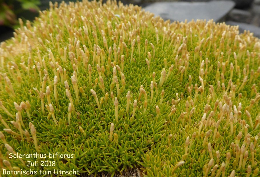 Scleranthus uniflorus