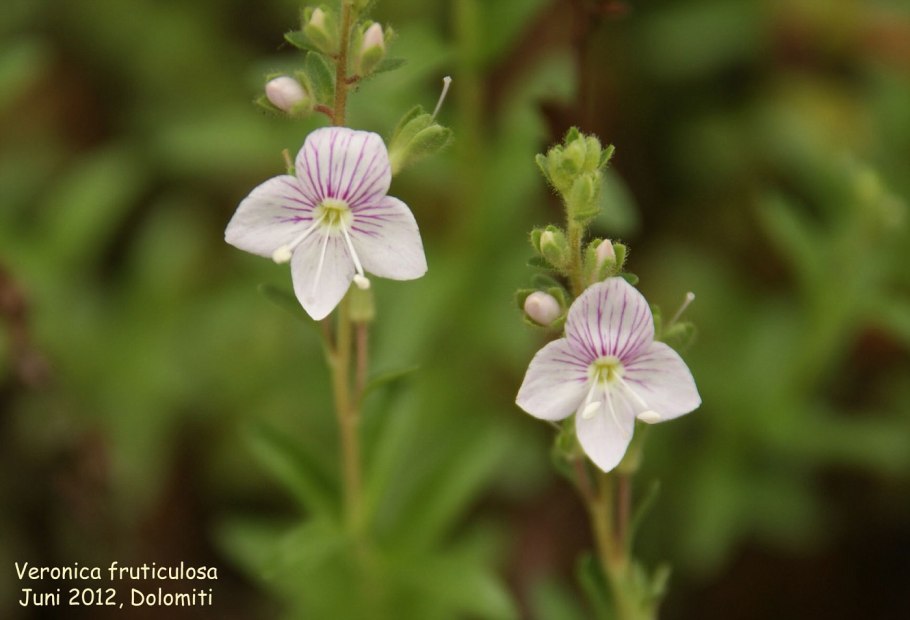 Многолетники Вероника длиннолистная