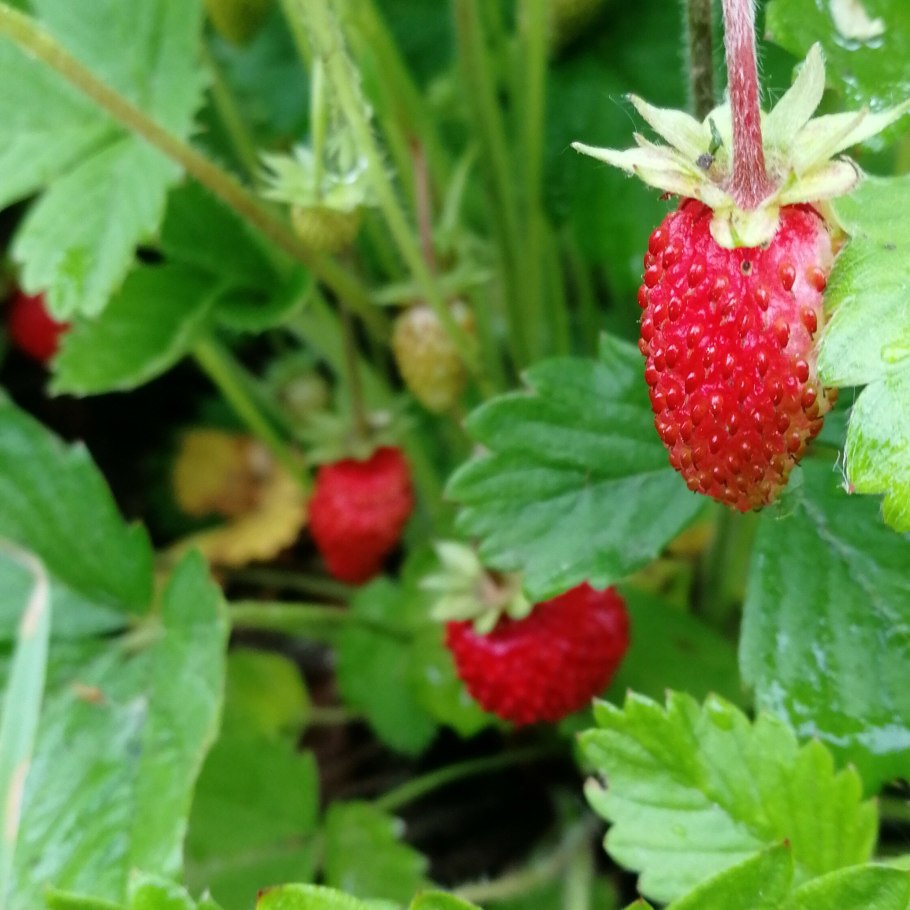 Рассада земляники Барон Солемахер