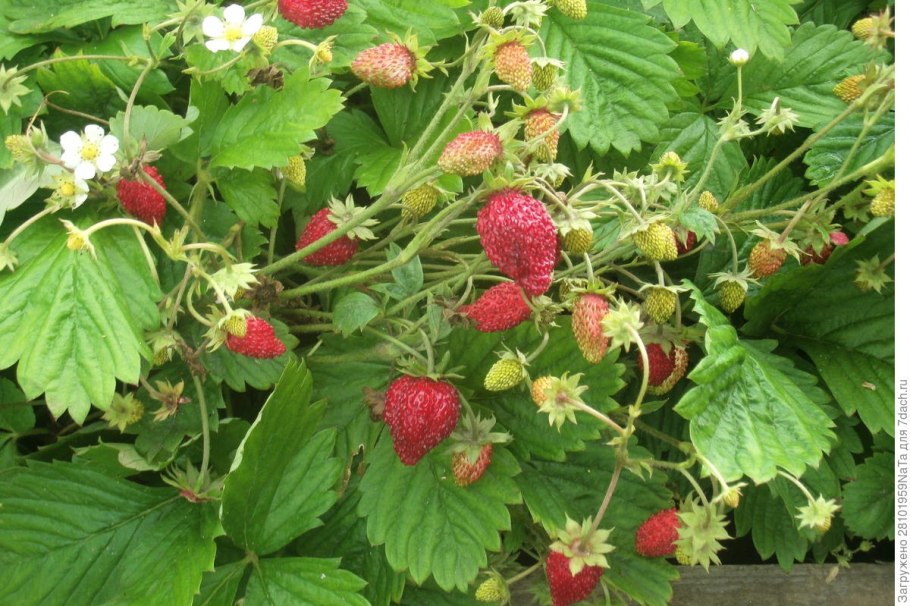 Мелкоплодная Лесная земляника