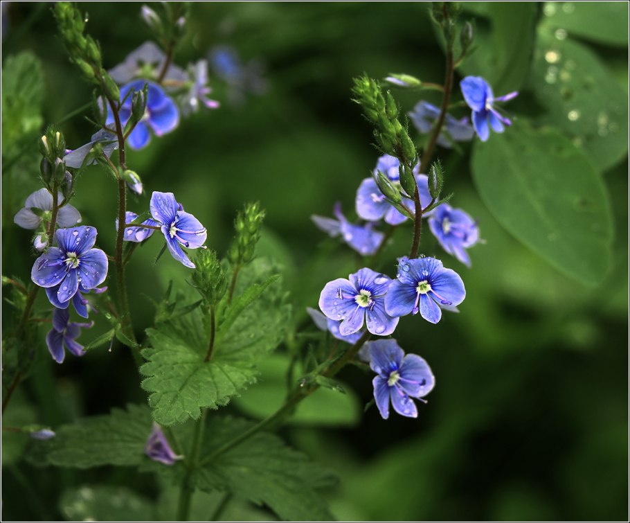 Цветок Вероника Дубравная описание