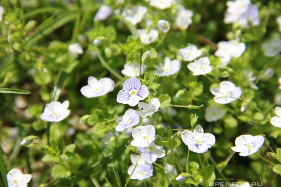 Вероника длиннолистная Блауризин