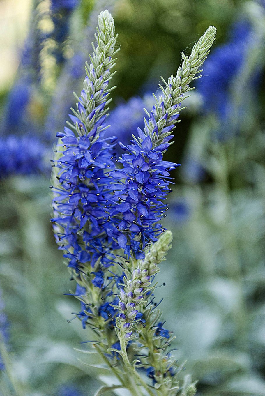 Вероника колосковая голубая