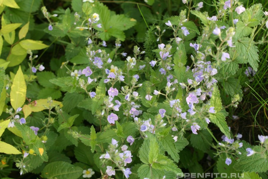 Вероника длиннолистная (Veronica longifolia)
