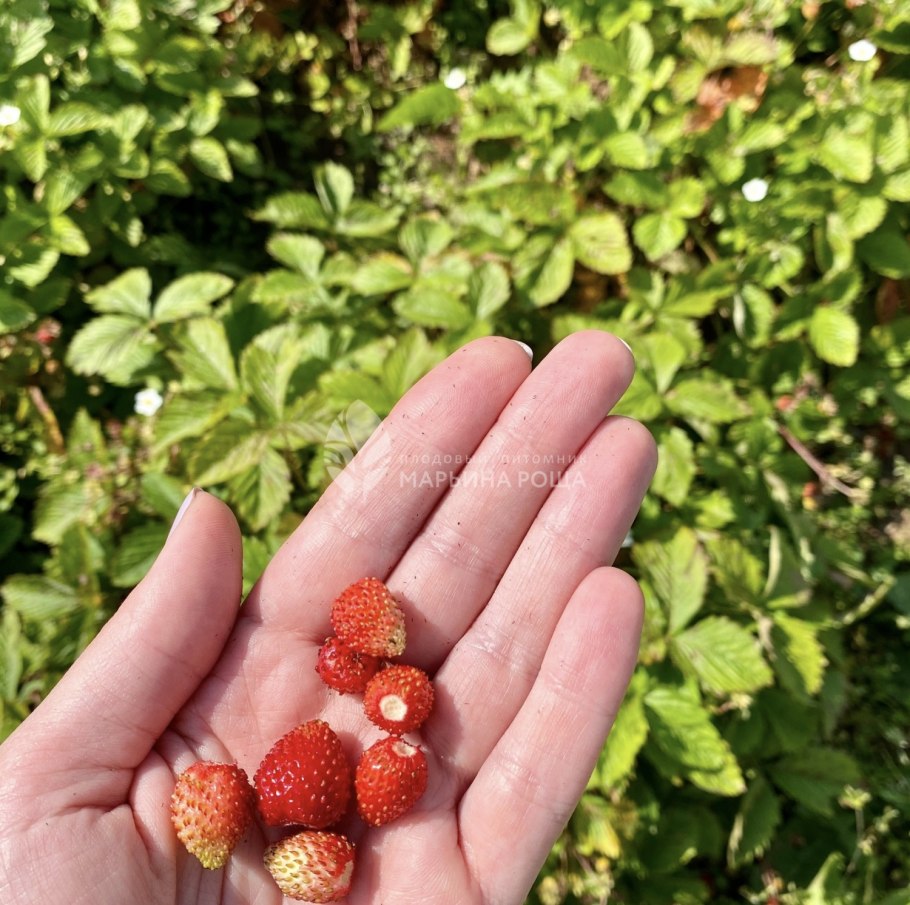 Вероника Уральская растение