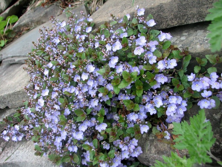 Вероника нителистная