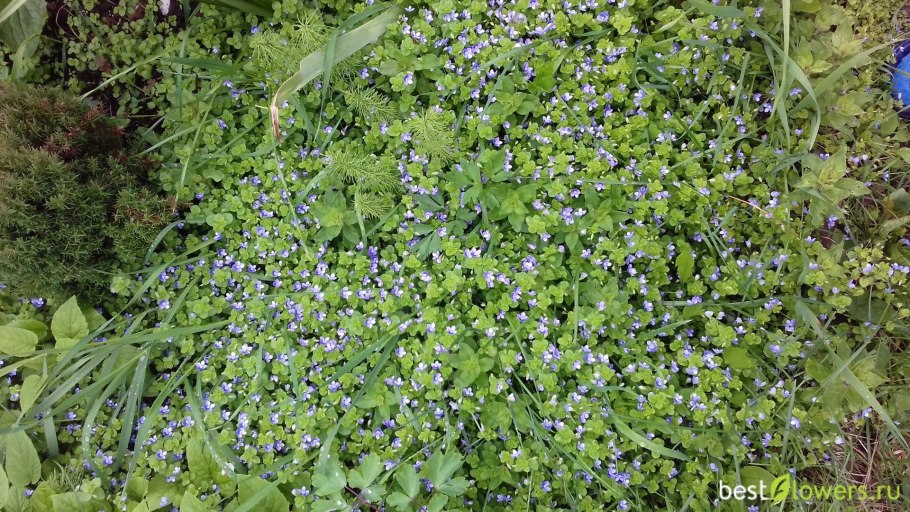 Почвопокровные Вероника нитевидная