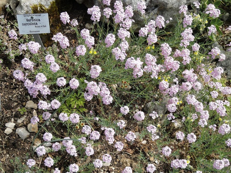 Многолетники Вероника длиннолистная