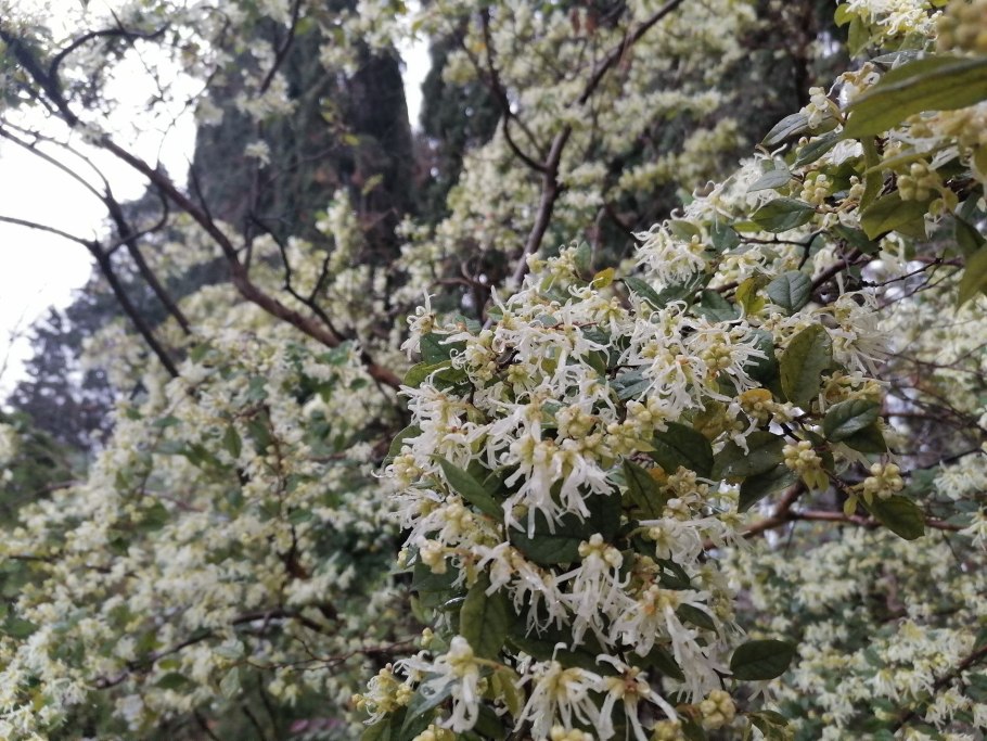 Пробковое дерево Дендрарий Сочи