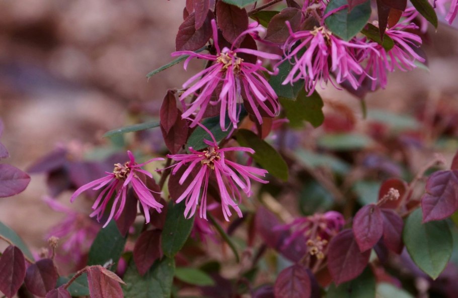 Loropetalum (Лоропеталум)