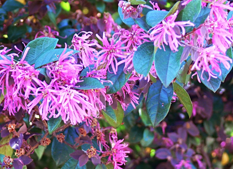 Loropetalum chinense