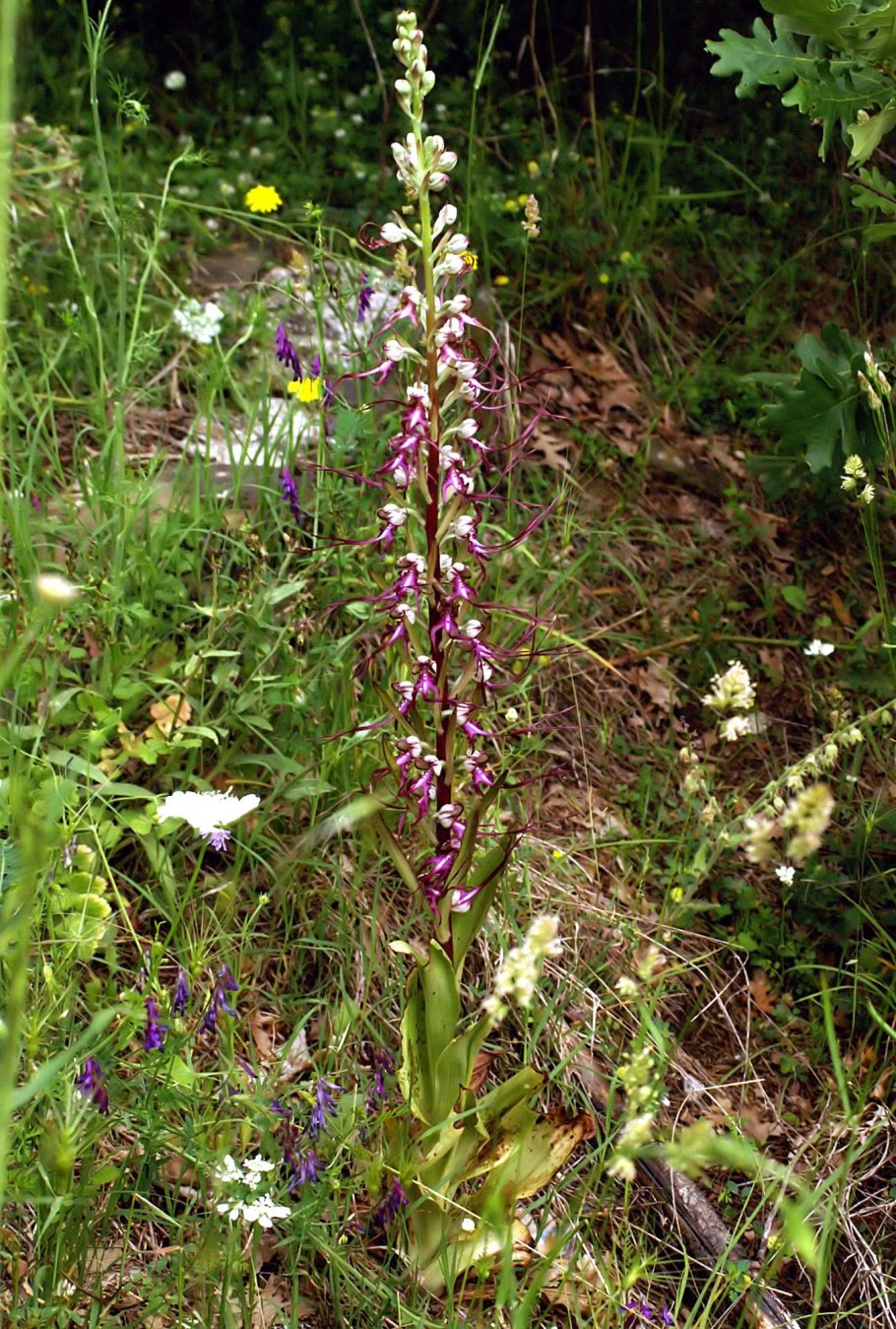 Ремнелепестник Орхидея