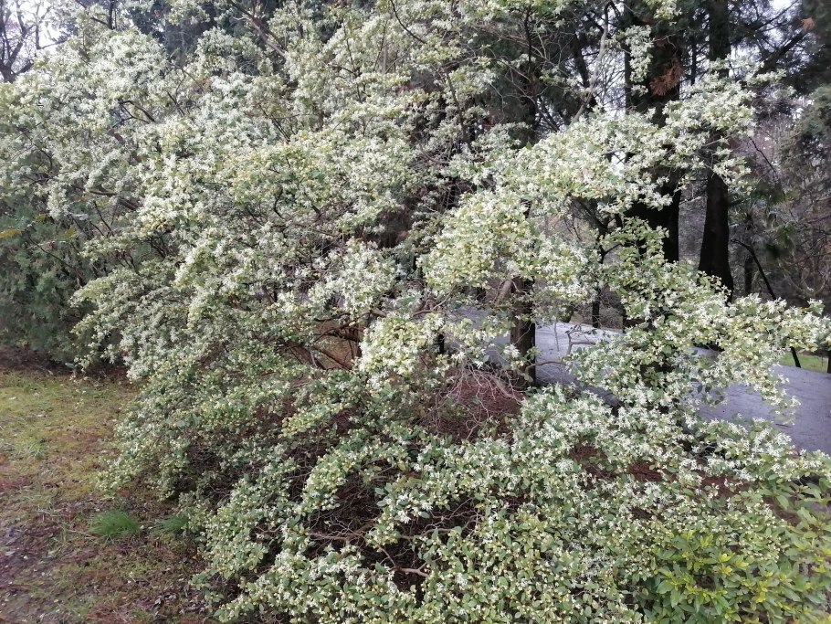 Ремнелепе́стник Адриати́ческий