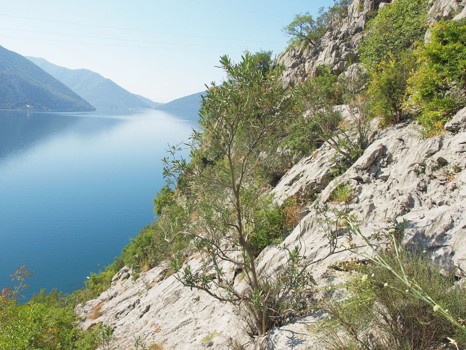 Пахучка обыкновенная