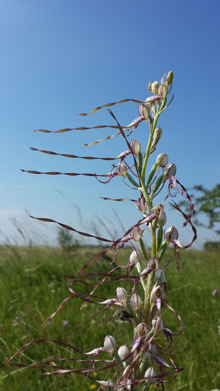 Лоропеталум китайский (сорт 'Fire Dance')
