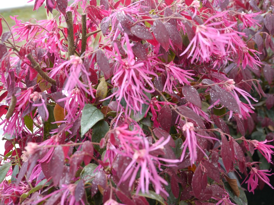 Лоропеталум китайский