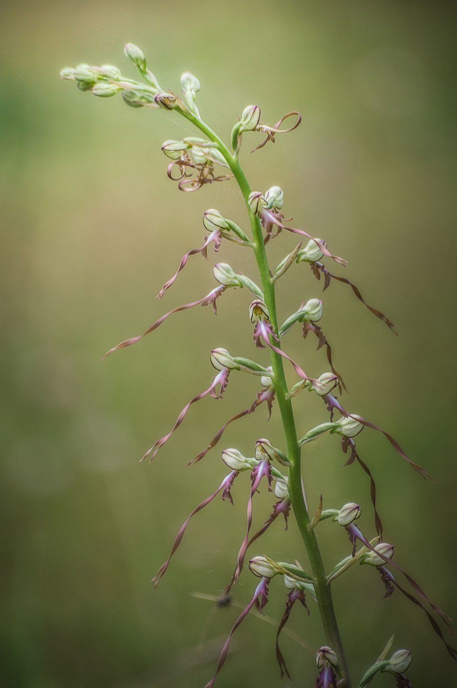 Himantoglossum Adriaticum