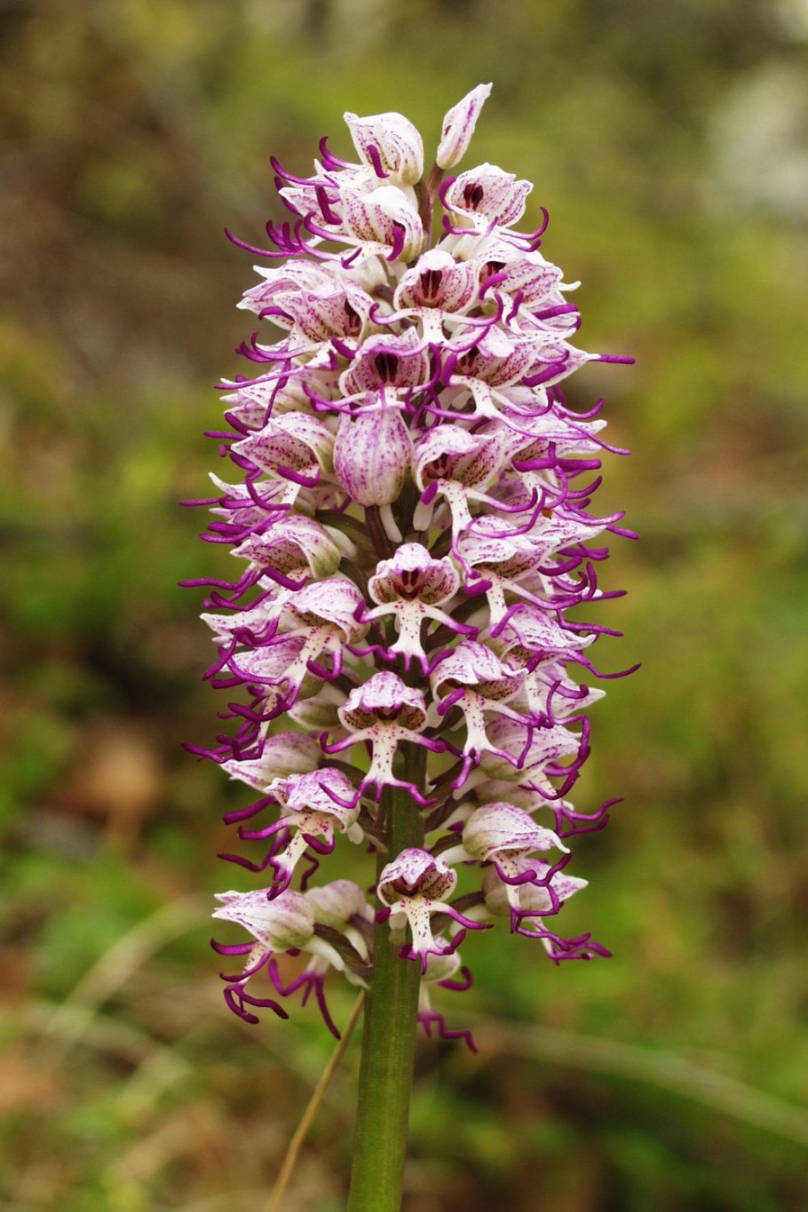 Loropetalum chinense