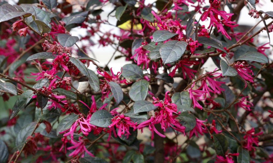 Loropetalum (Лоропеталум)