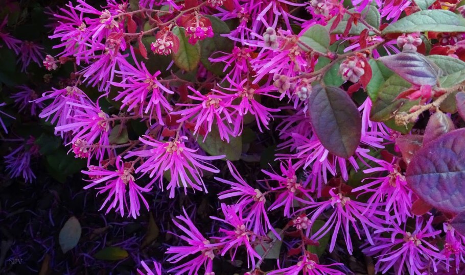 Loropetalum chinense