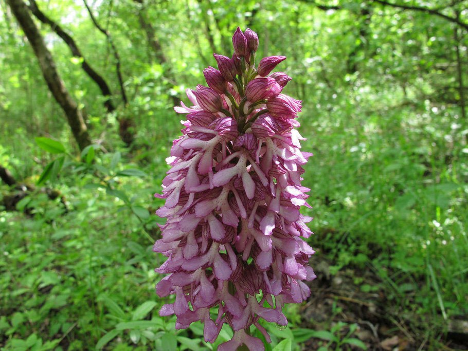 Loropetalum chinense