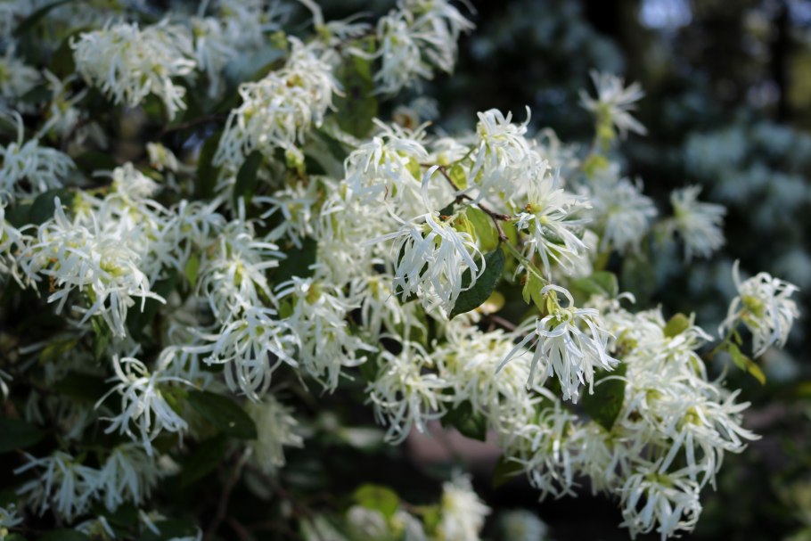 Loropetalum chinense