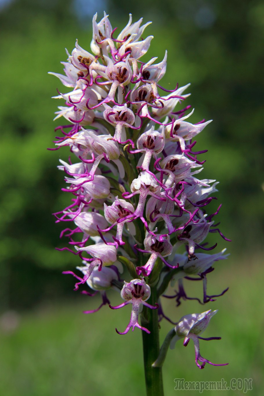 Loropetalum chinense