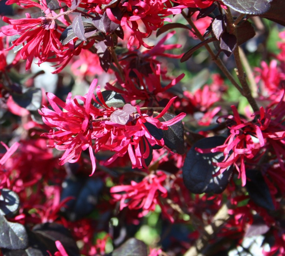 Himantoglossum hircinum