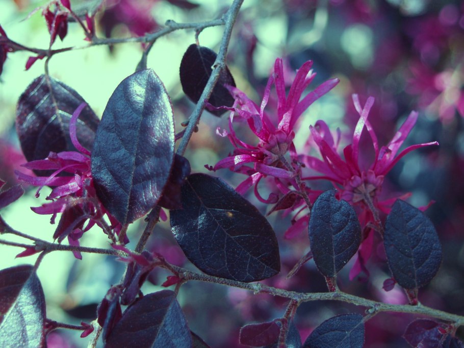 Золотистый каранкс