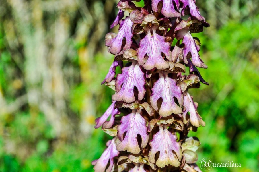 Jpg Flowers Pink Mentha back