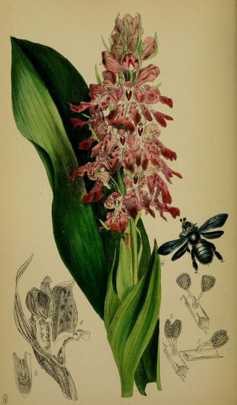 Loropetalum chinense