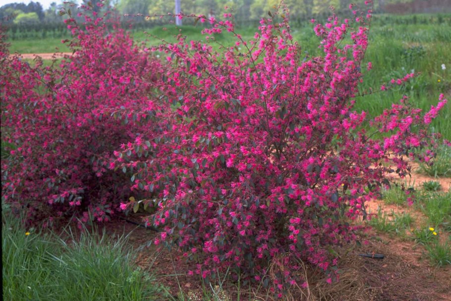 Ремнелепестник Loropetalum chinense