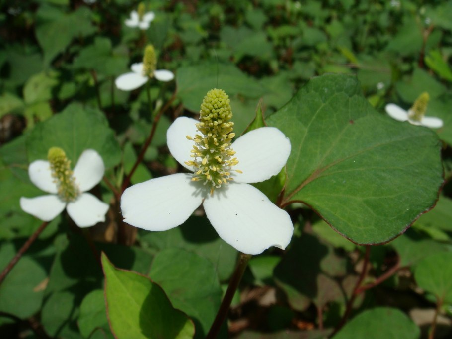 Гуттуинии сердцелистной трава