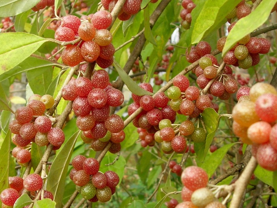 Перец шинус фисташковый