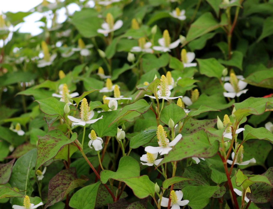 Houttuynia cordata 'Fantasy'