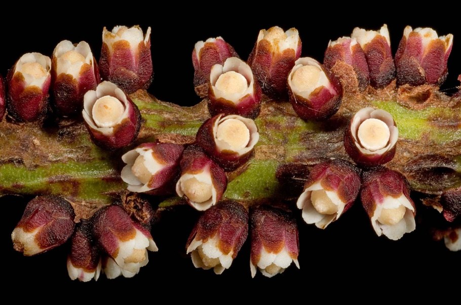 Западный болиголов дерево