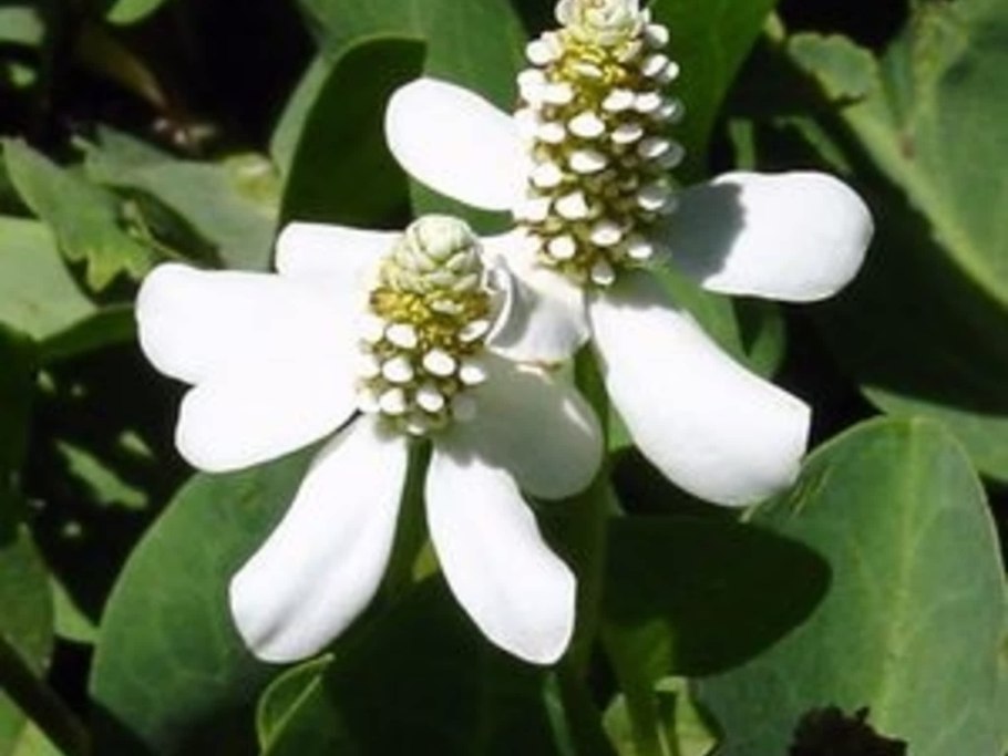 Дурманник калифорнийский