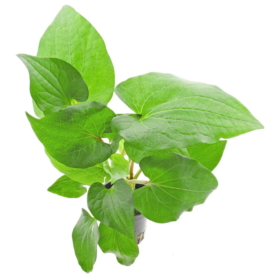 Заурурус Сернус