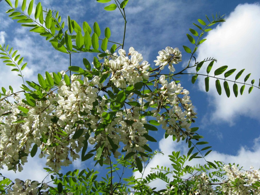 Лох узколистный дерево Джида