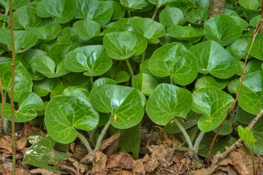 Азарум (копытень)