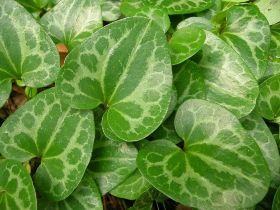 Копытень Европейский