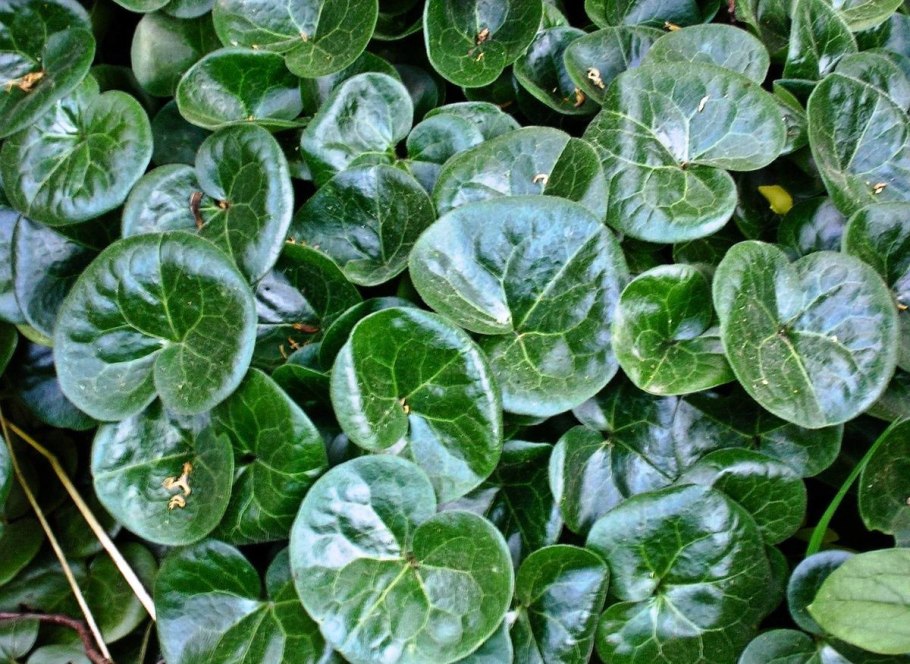 Азарум (копытень)