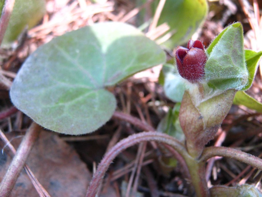 Копытень Европейский