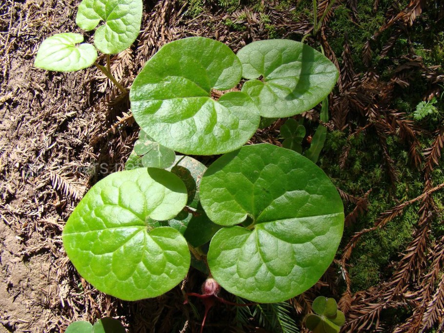 Копытень обыкновенный