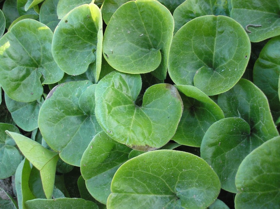 Копытень Европейский