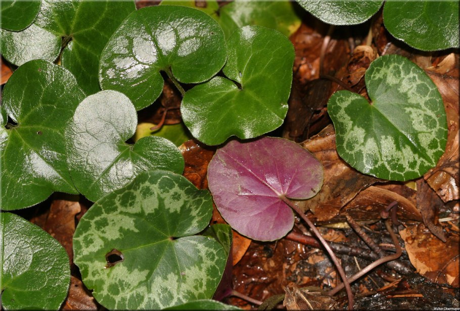 Копытень Европейский